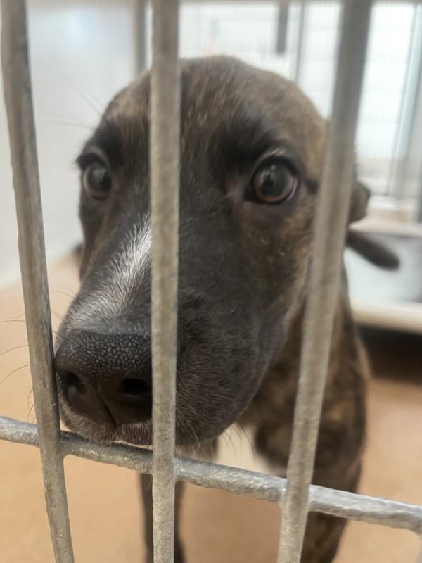 Enlarge Toffee, a Adoptable mixed breed in Santa Rosa, CA image 1/1