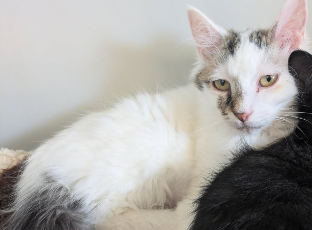 Enlarge Dharma, a Adoptable mixed breed in Eureka, CA image 1/2