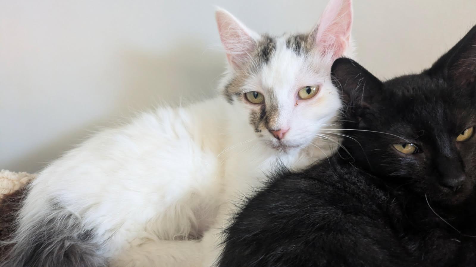 Enlarge Dharma, a Adoptable mixed breed in Eureka, CA image 2/2