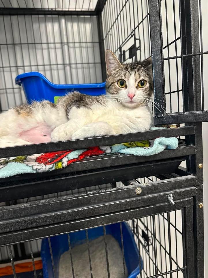 Izzie, ADOPTABLE, Young Female American Shorthair.