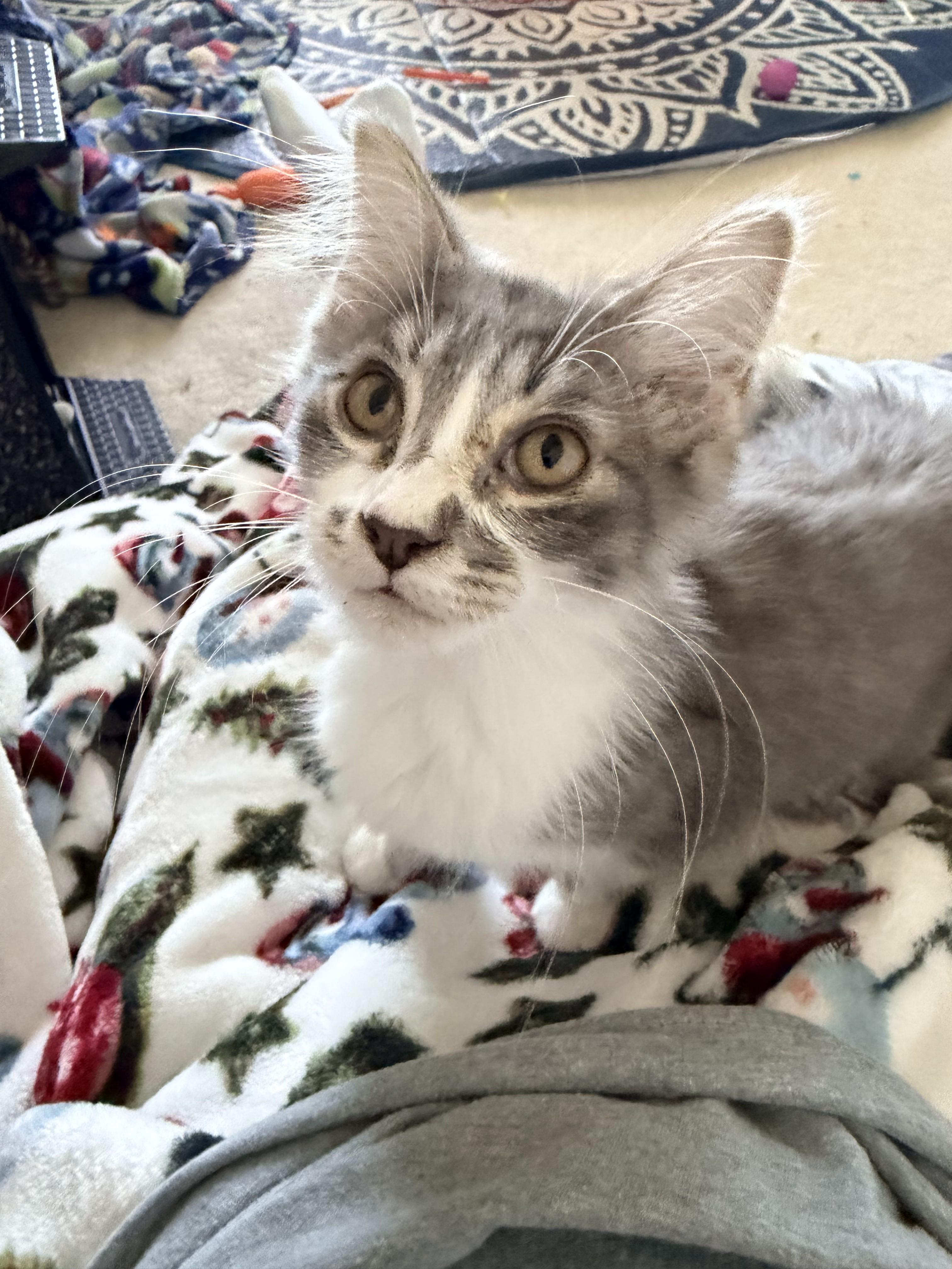 Peep, Adopted, Young Female Domestic Long Hair.