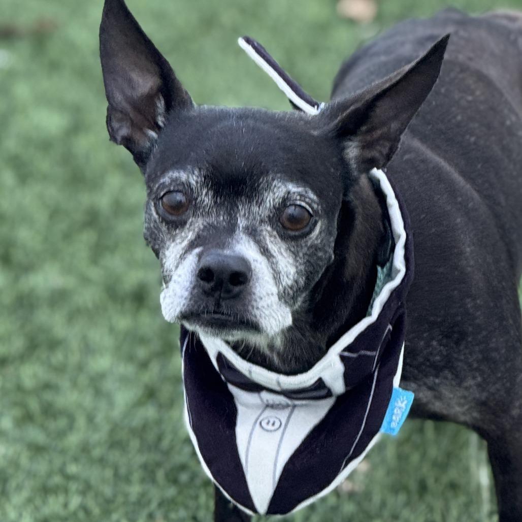 Boston, Adoptable, Adult Male Boston Terrier.
