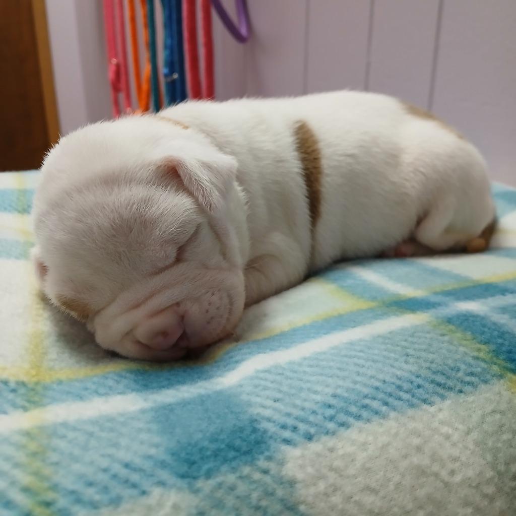 Philip, Adoptable, Puppy Male Pit Bull Terrier & Mixed Breed.