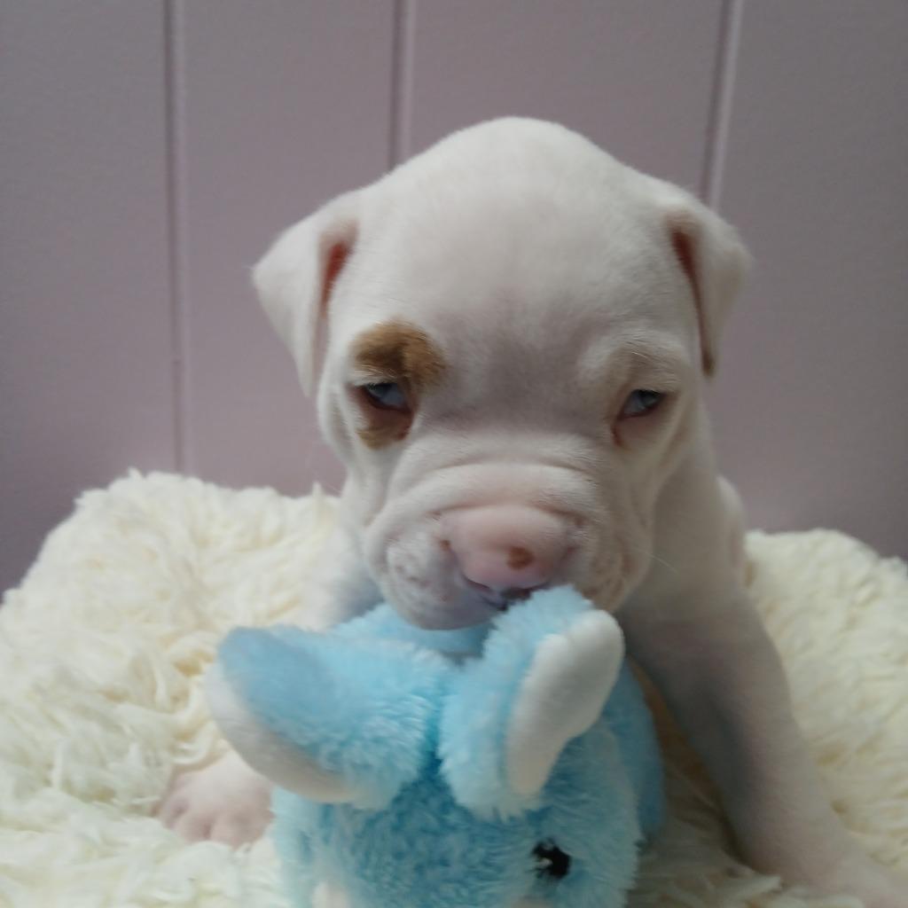 Enlarge Philip, a Adoptable mixed breed in Utica, MI image 2/5