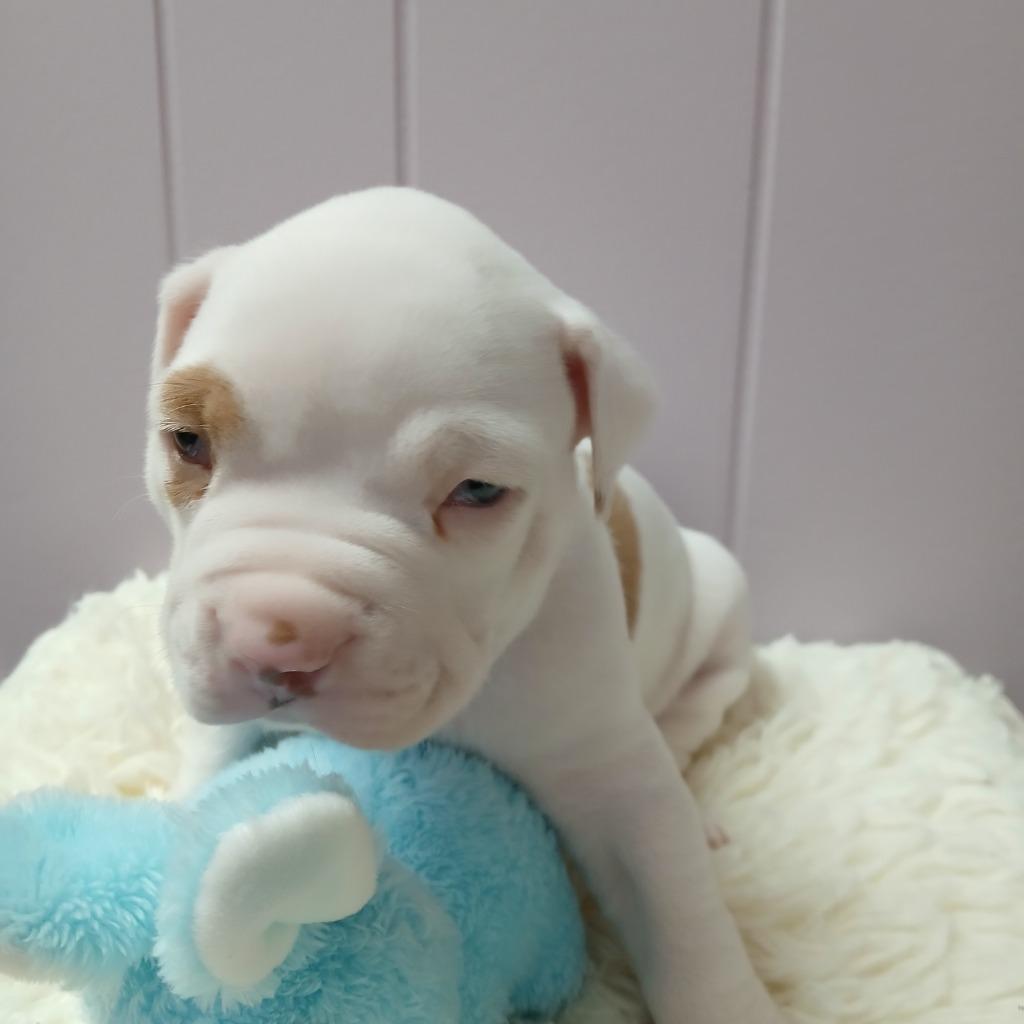 Enlarge Philip, a Adoptable mixed breed in Utica, MI image 3/5