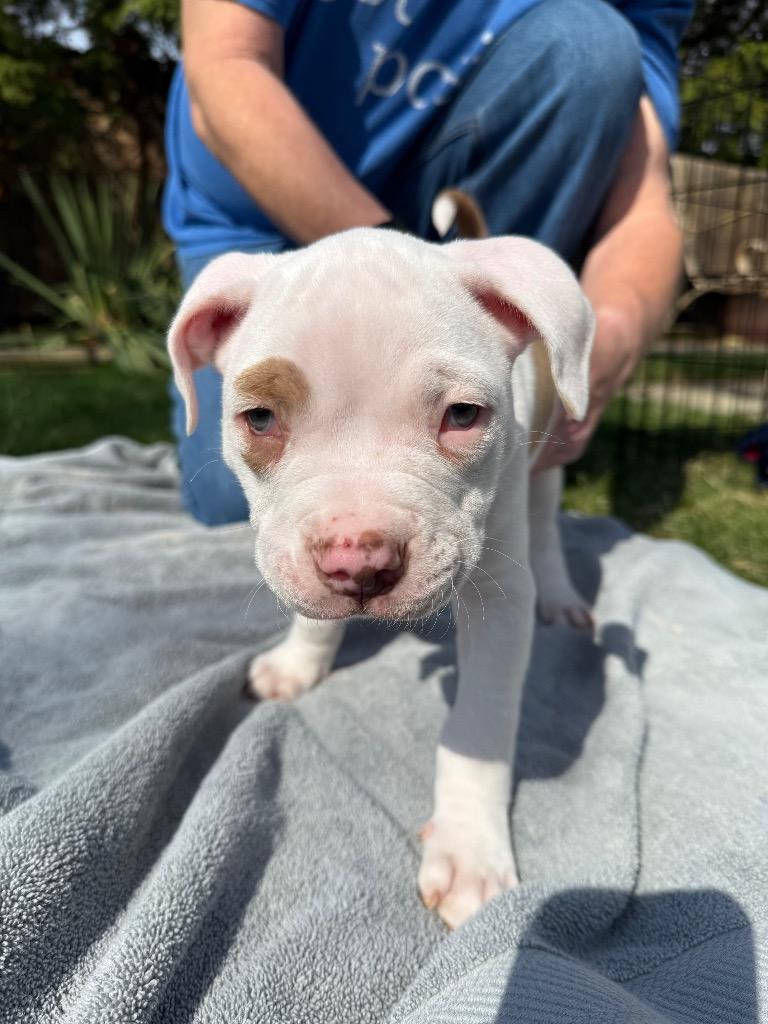 Enlarge Philip, a Adoptable mixed breed in Utica, MI image 4/5