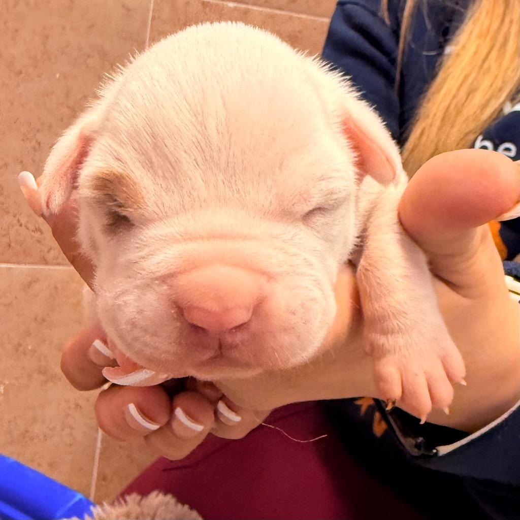 Enlarge Philip, a Adoptable mixed breed in Utica, MI image 5/5