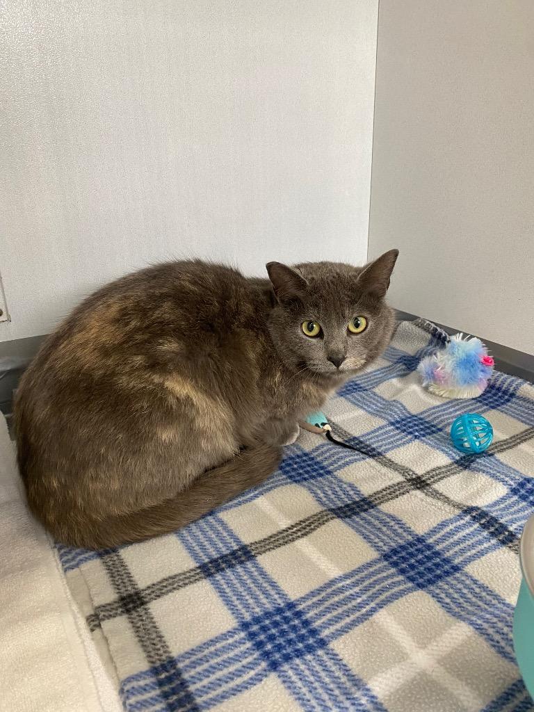 Michaela Stirling, Adoptable, Young Female Domestic Short Hair.