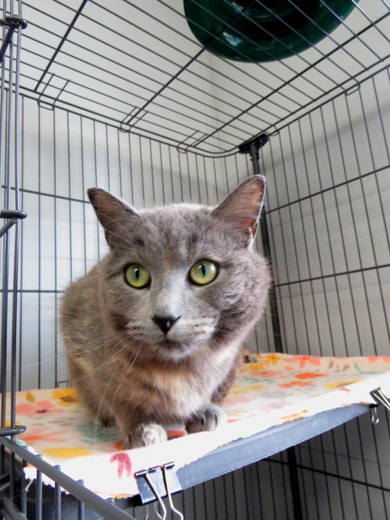 Enlarge Michaela Stirling, a Adoptable mixed breed in Van Wert, OH image 2/2