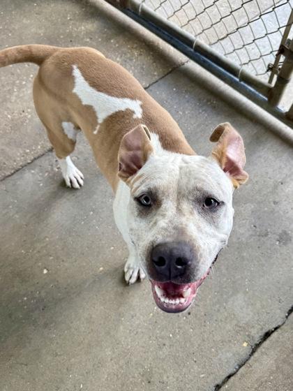 Emma, Adoptable, Young Female Terrier & Mixed Breed.