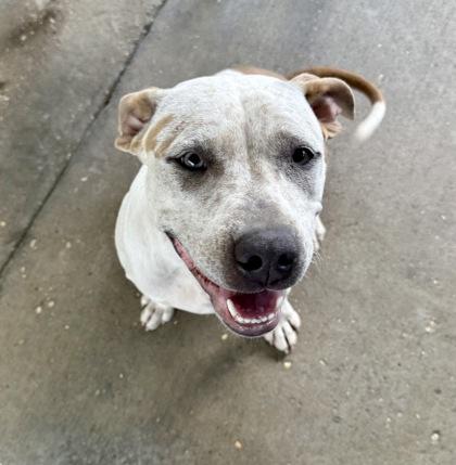 Emma, a Adoptable mixed breed in Picayune, MS image 2/3