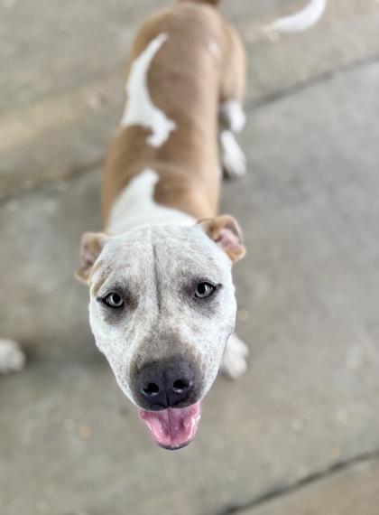 Emma, a Adoptable mixed breed in Picayune, MS image 3/3