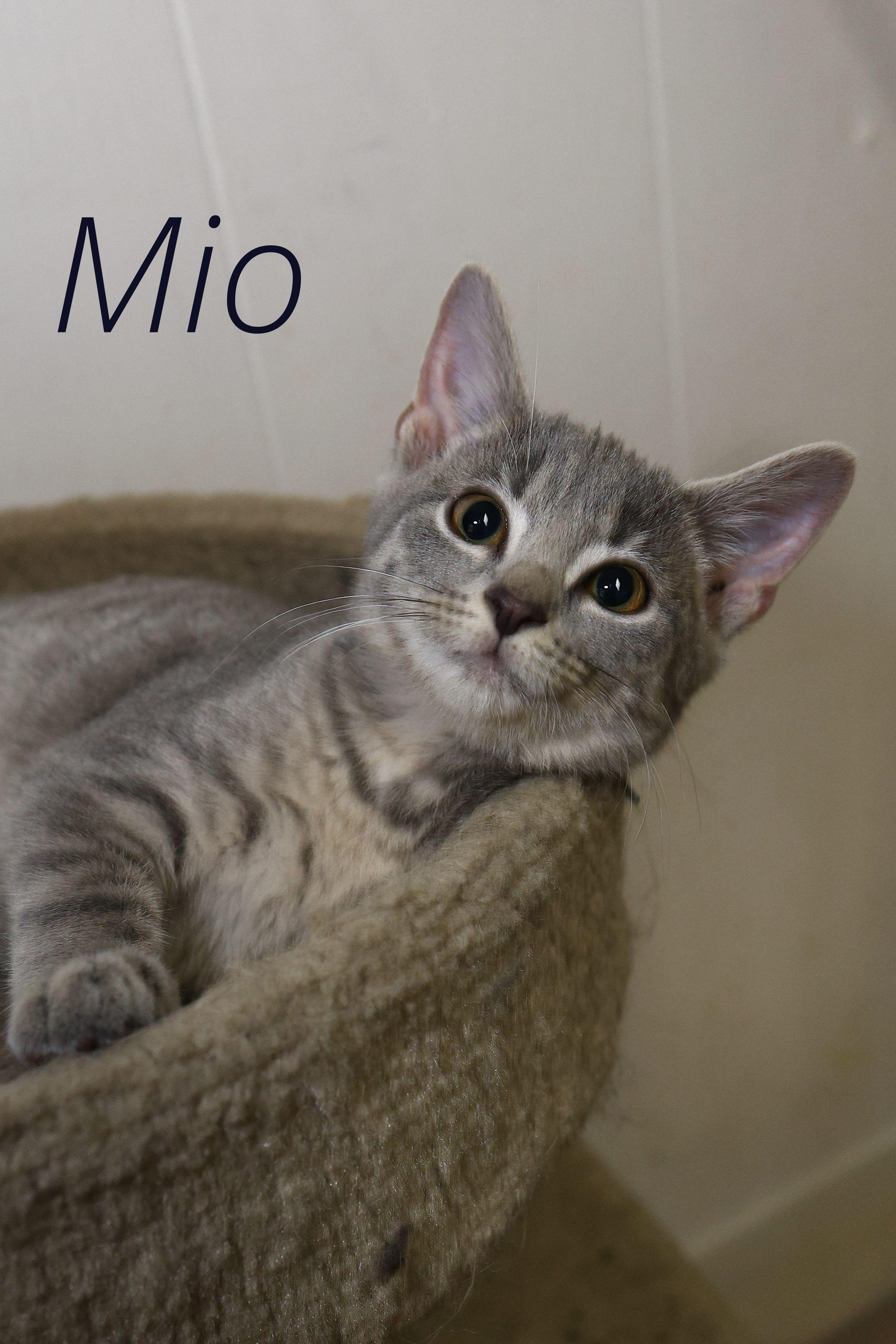Mio, Adoptable, Kitten Female Domestic Short Hair.