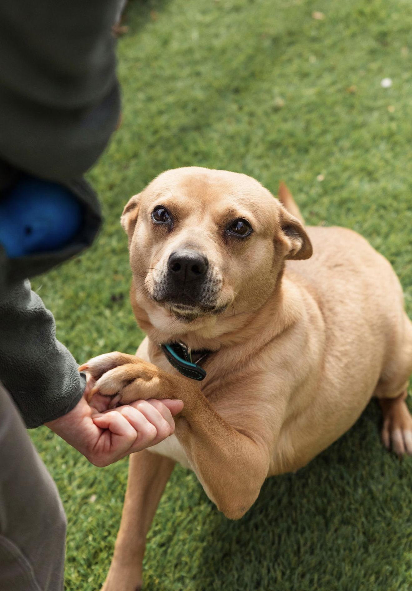 Enlarge Crosby, a Adoptable Labrador Retriever in Mooresville, NC image 3/3