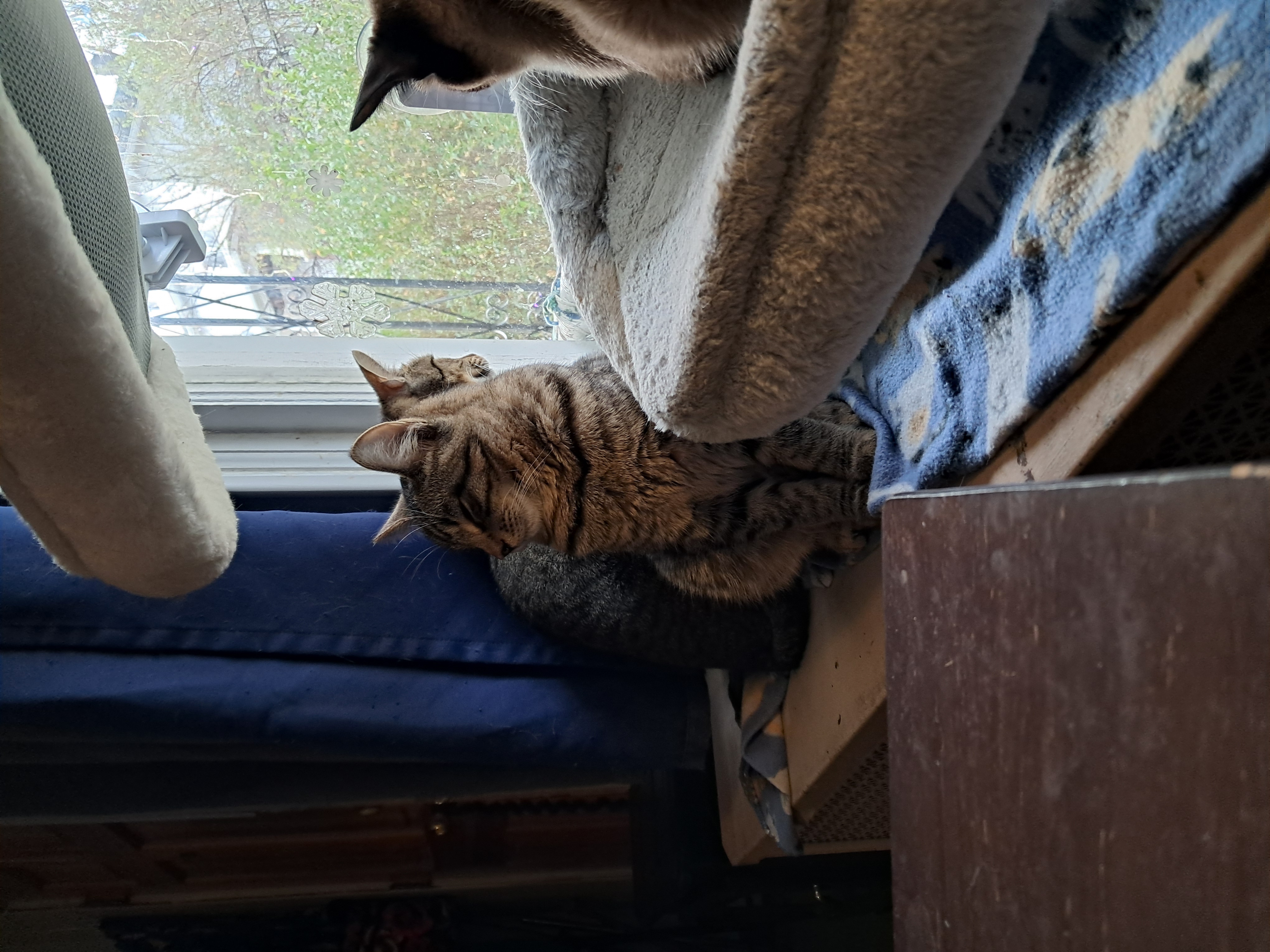 Enlarge Plankton, a Adopted American Bobtail in Nanticoke, PA image 6/6