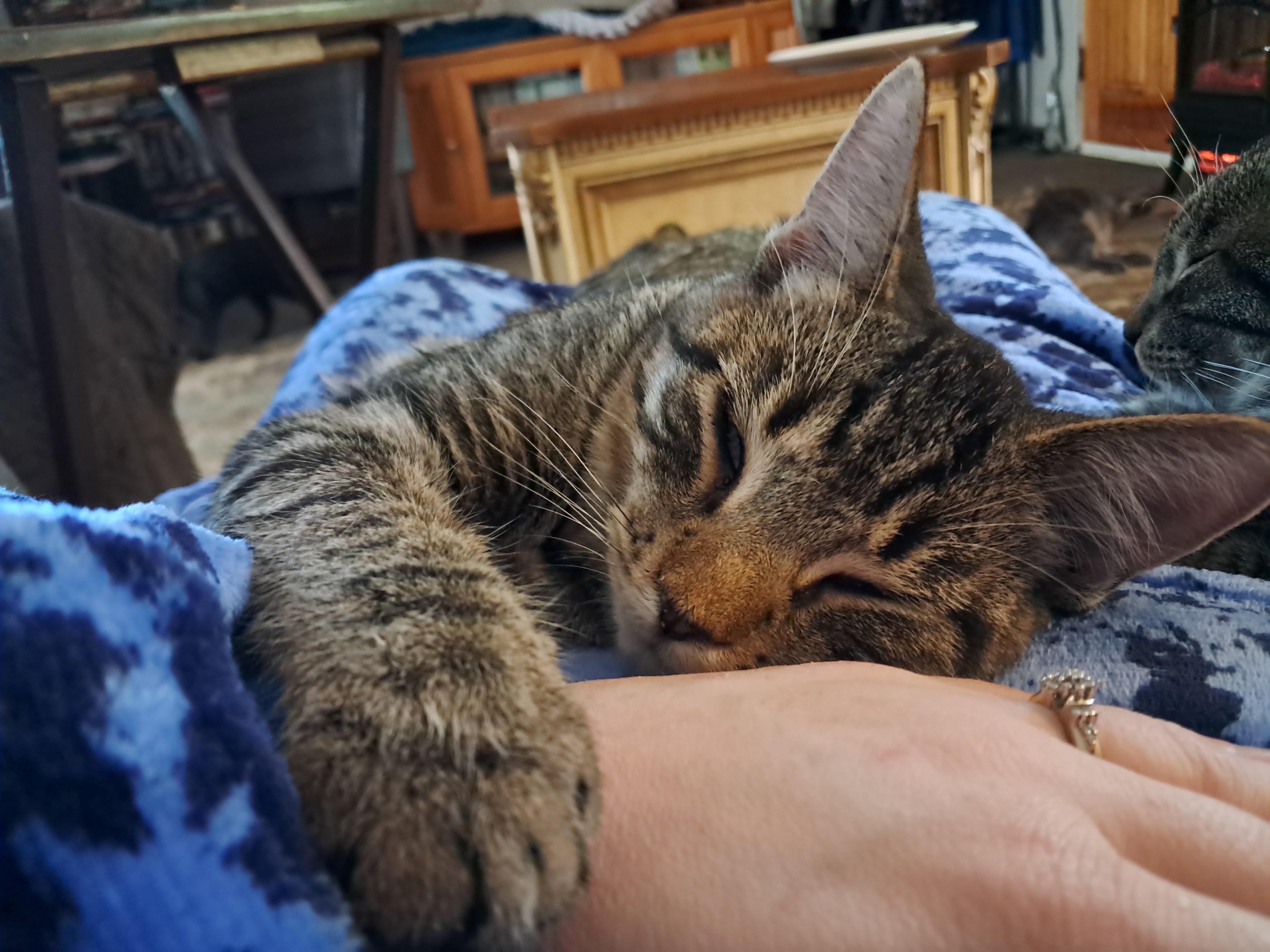 Enlarge Plankton, a Adopted American Bobtail in Nanticoke, PA image 2/6