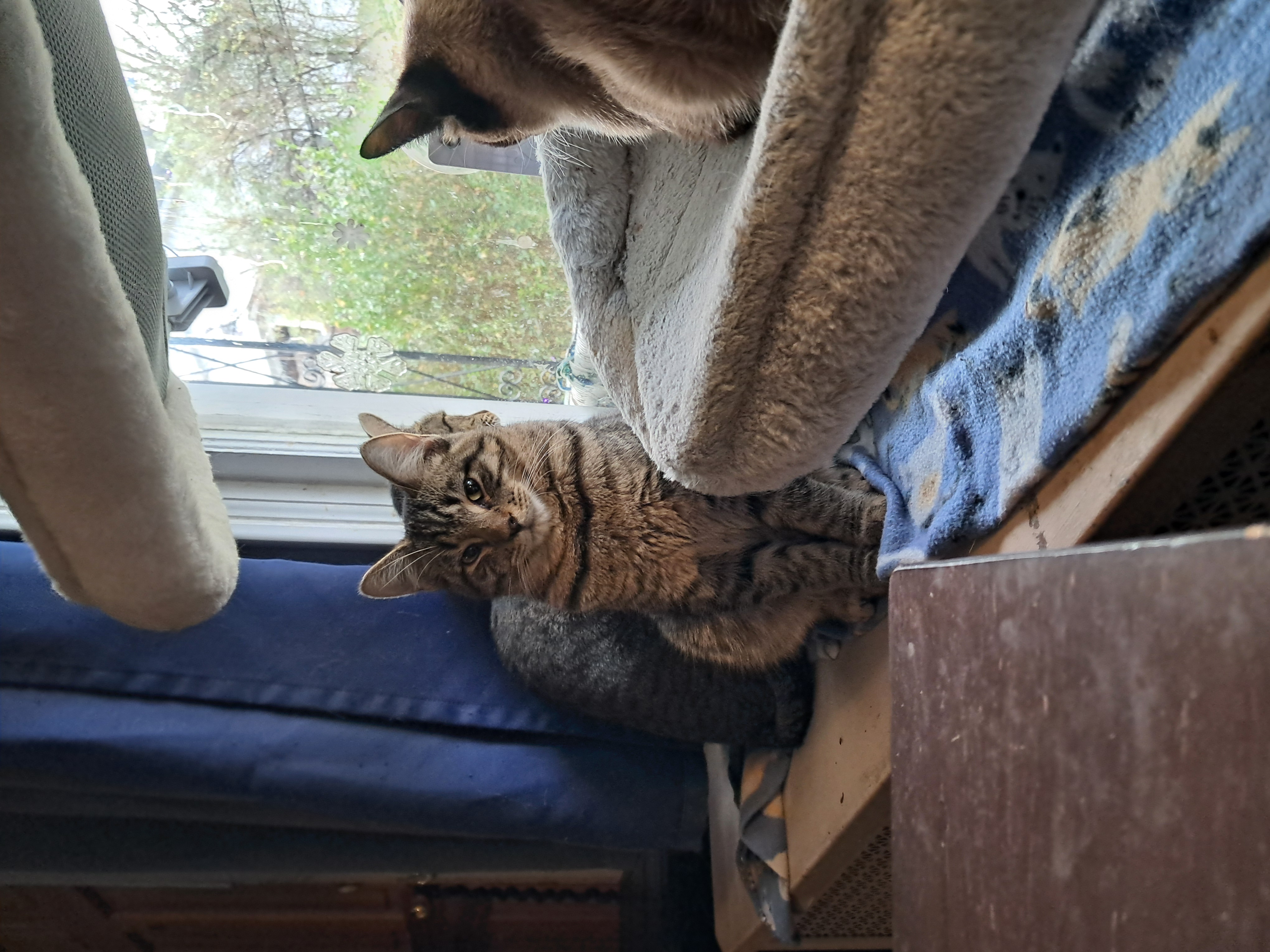 Enlarge Plankton, a Adopted American Bobtail in Nanticoke, PA image 3/6