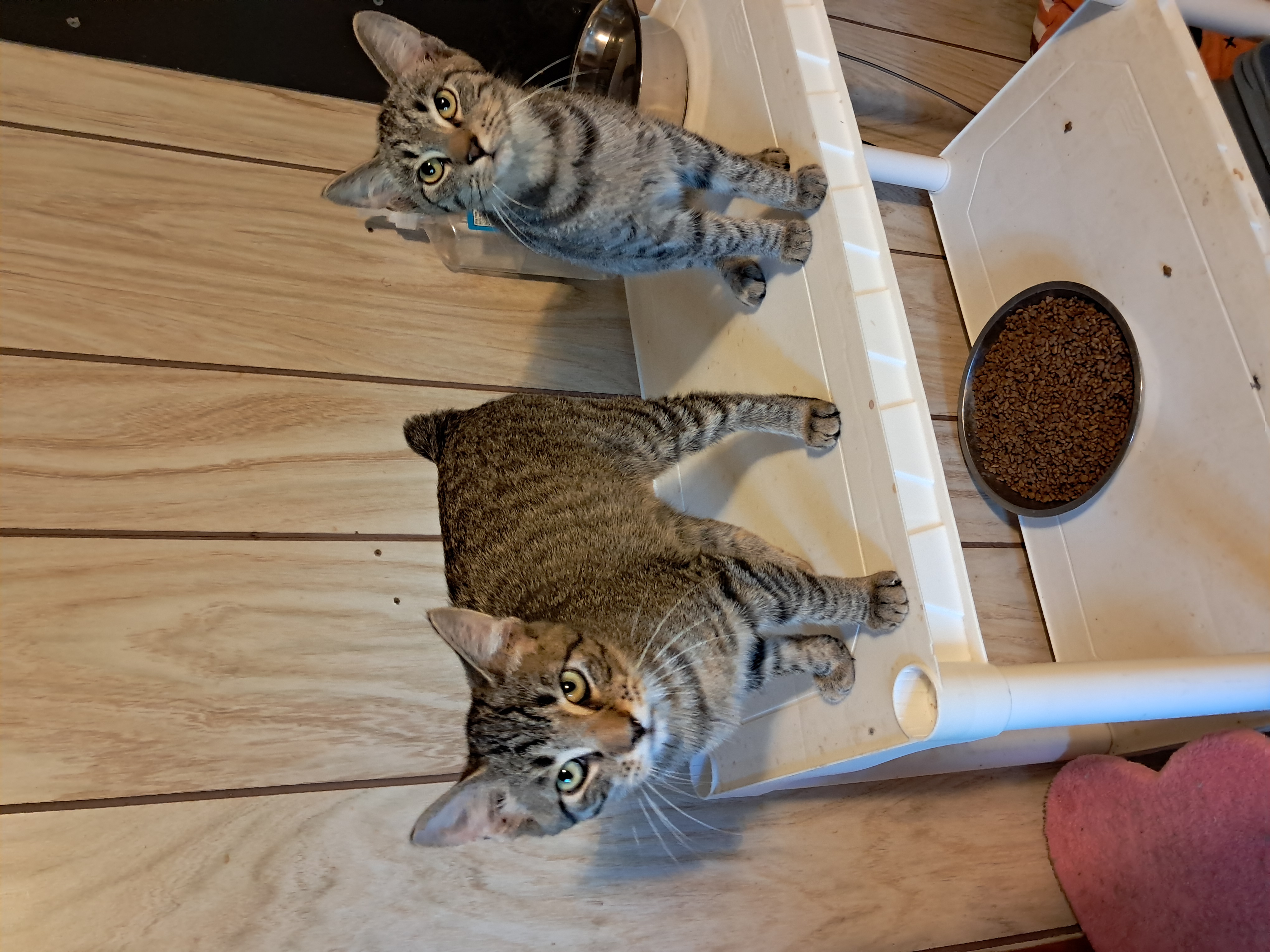 Plankton, Adopted, Young Male American Bobtail.