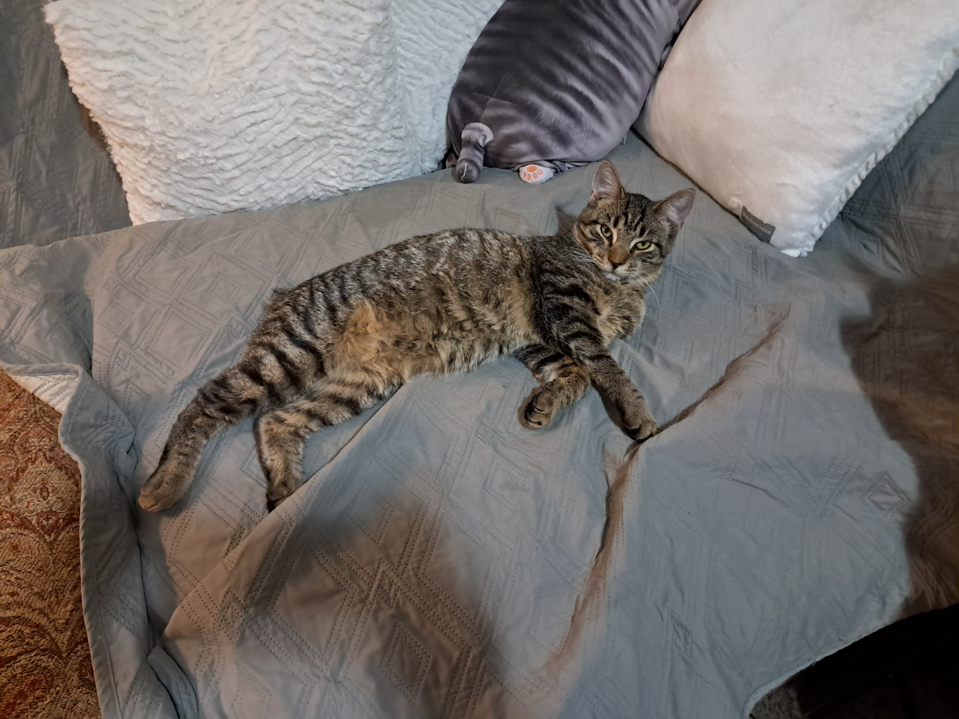 Enlarge Plankton, a Adopted American Bobtail in Nanticoke, PA image 5/6