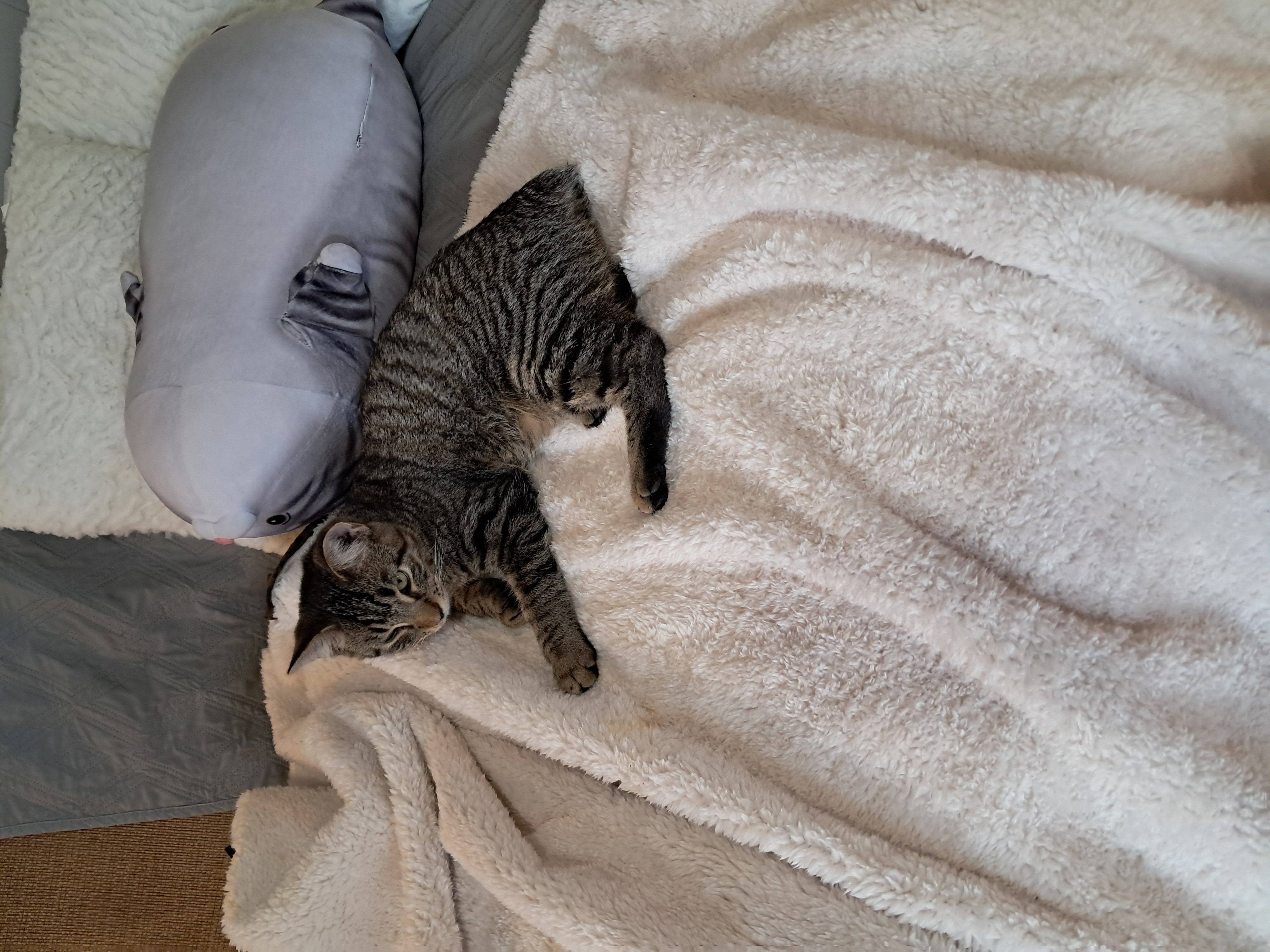 Enlarge Plankton, a Adopted American Bobtail in Nanticoke, PA image 4/6