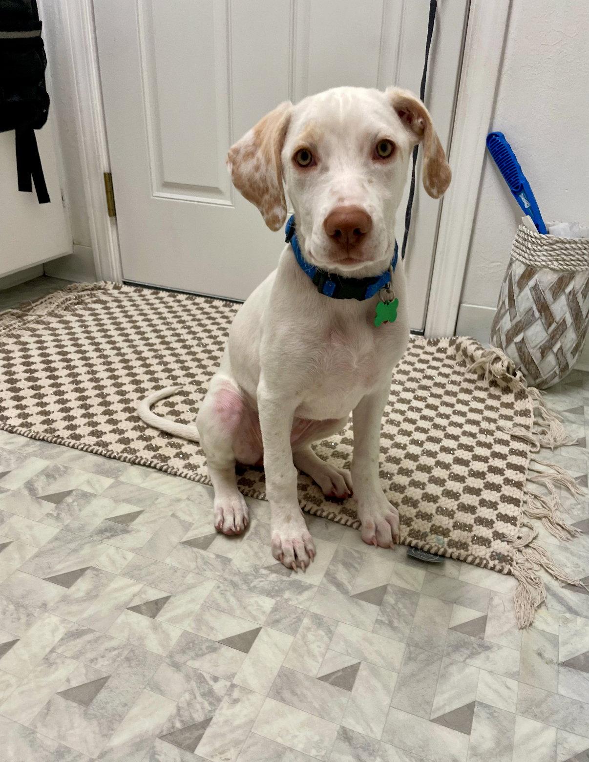 * Lilo - 08/24/2025, Adopted, Puppy Female Hound.