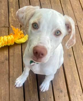 Enlarge * Lilo - 08/24/2025, a Adopted Hound in Bothell, WA image 2/3