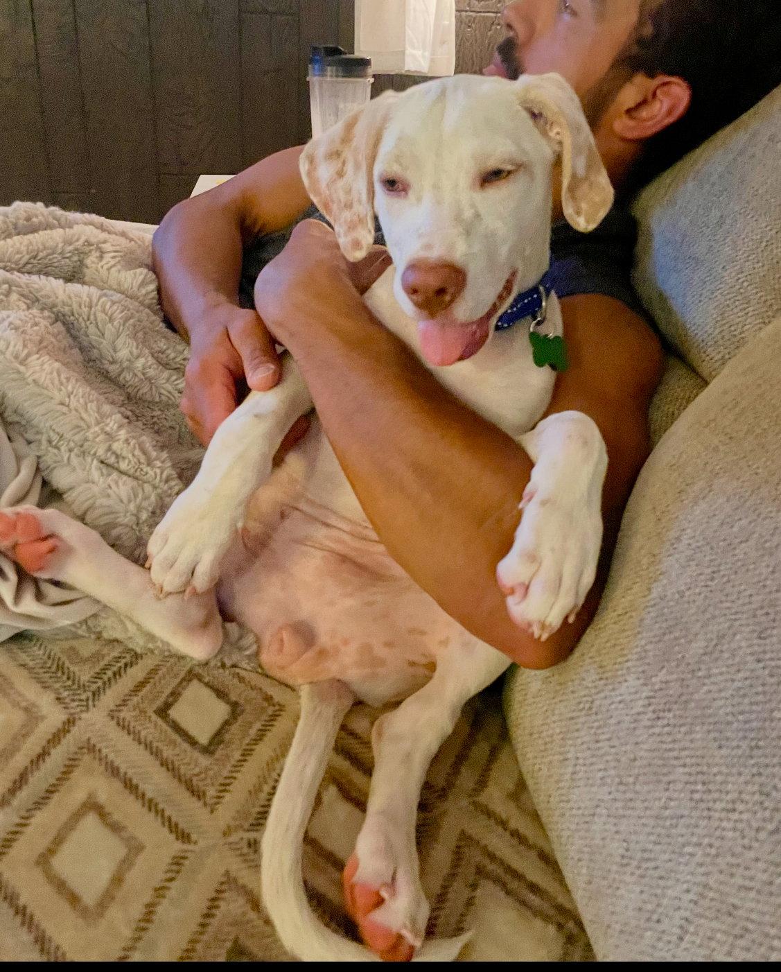 Enlarge * Lilo - 08/24/2025, a Adopted Hound in Bothell, WA image 3/3