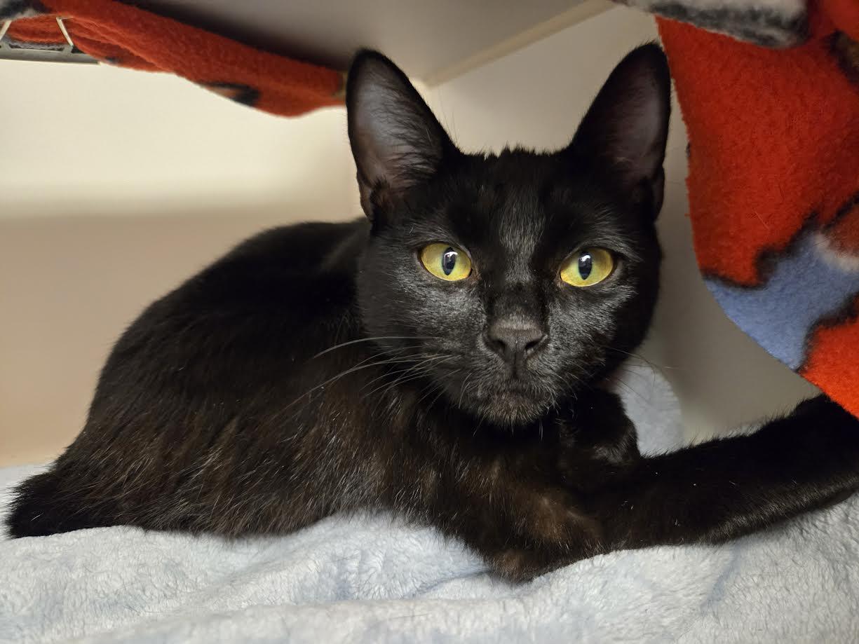 Enlarge May, an adopted mixed breed in Bellingham, WA image 1/3