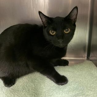 Enlarge May, an adopted mixed breed in Bellingham, WA image 3/3