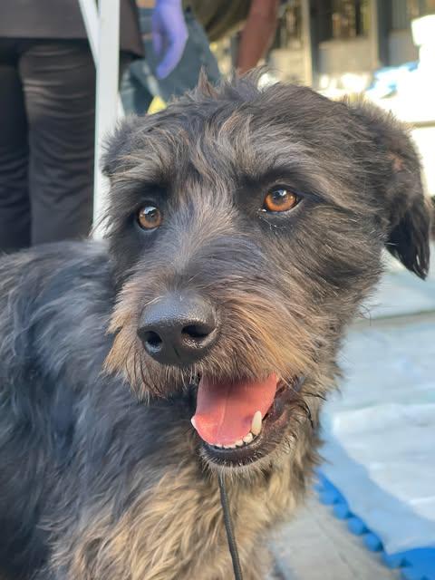 PIPIRIPAU 1 yr 40 lbs, an adoptable Schnoodle, Schnauzer in san diego, CA, 92101 | Photo Image 1