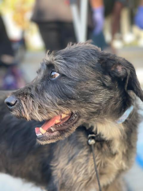 PIPIRIPAU 1 yr 40 lbs, an adoptable Schnoodle, Schnauzer in san diego, CA, 92101 | Photo Image 2