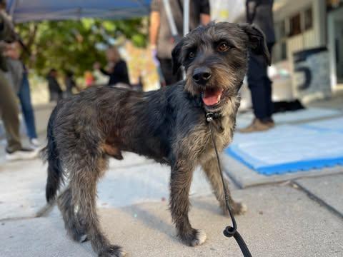 PIPIRIPAU 1 yr 40 lbs, an adoptable Schnoodle, Schnauzer in san diego, CA, 92101 | Photo Image 4