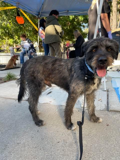 PIPIRIPAU 1 yr 40 lbs, an adoptable Schnoodle, Schnauzer in san diego, CA, 92101 | Photo Image 3