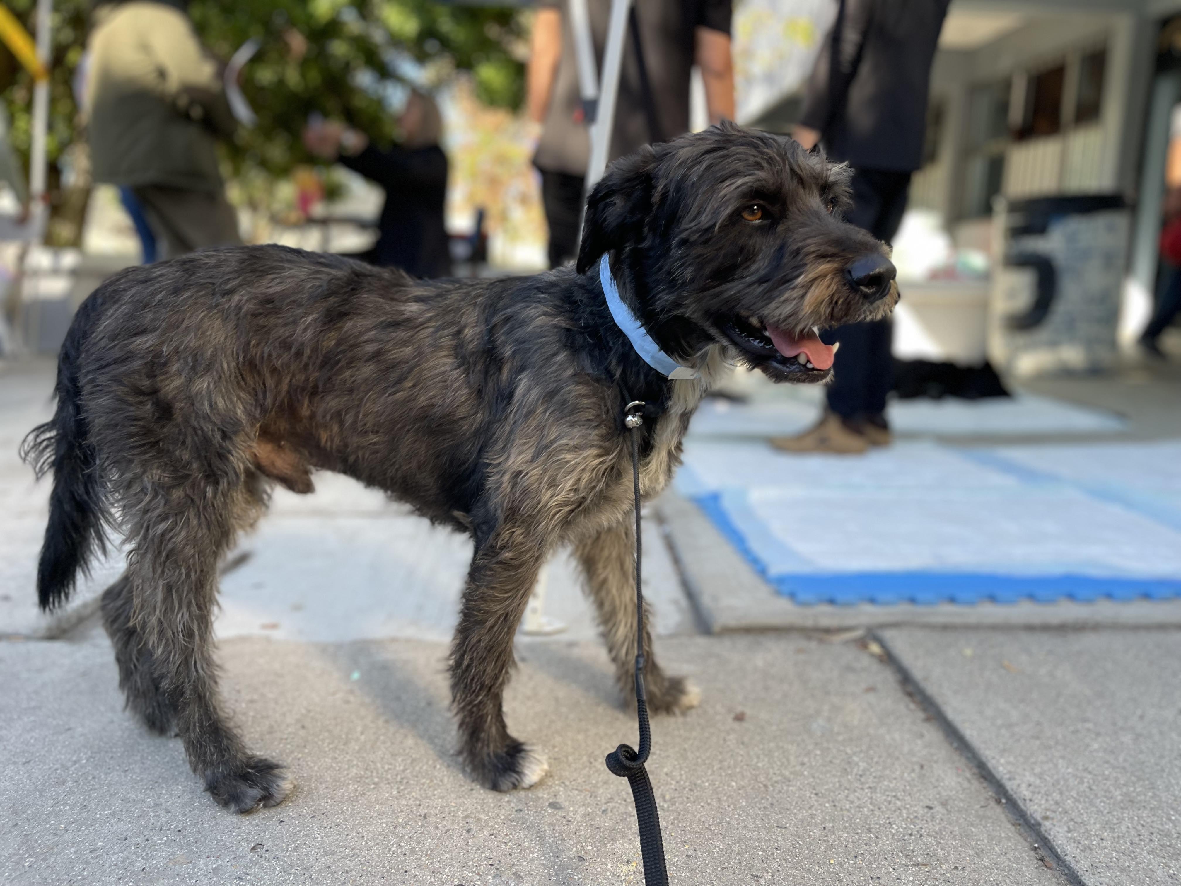 PIPIRIPAU 1 yr 40 lbs, an adoptable Schnoodle, Schnauzer in san diego, CA, 92101 | Photo Image 5