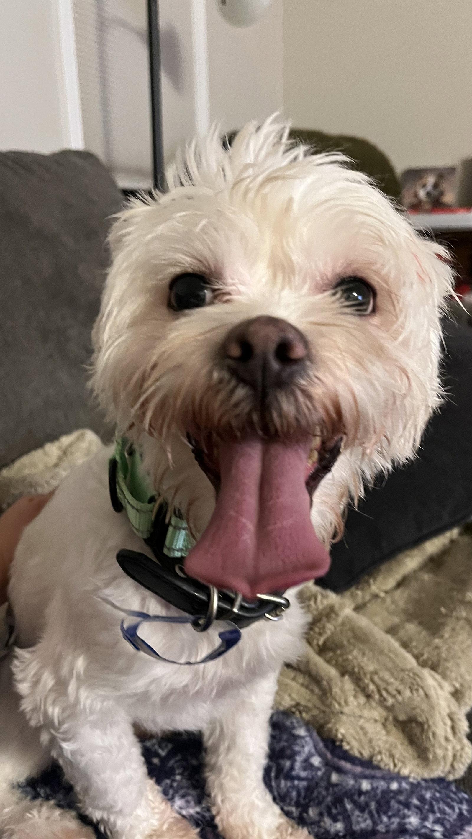 Enlarge Justice, a Adopted mixed breed in New London, WI image 1/3