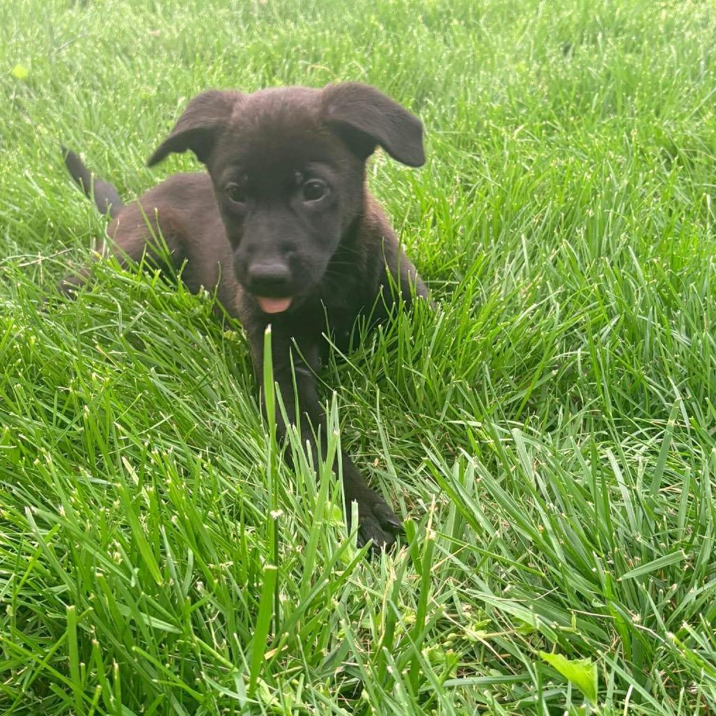 Ivy Nile, Adoptable, Puppy Female Retriever.