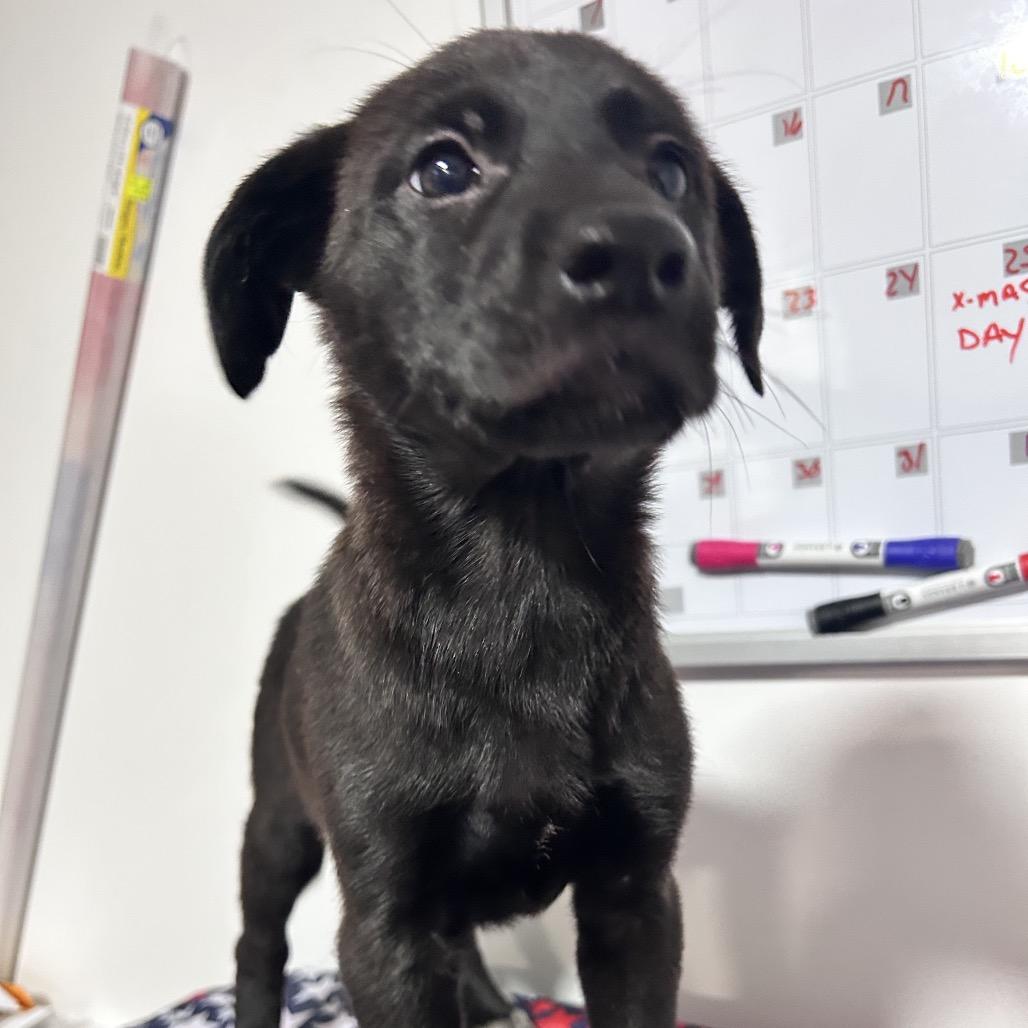 Enlarge Ivy Nile, a Adoptable mixed breed in Fredericksburg, VA image 2/3