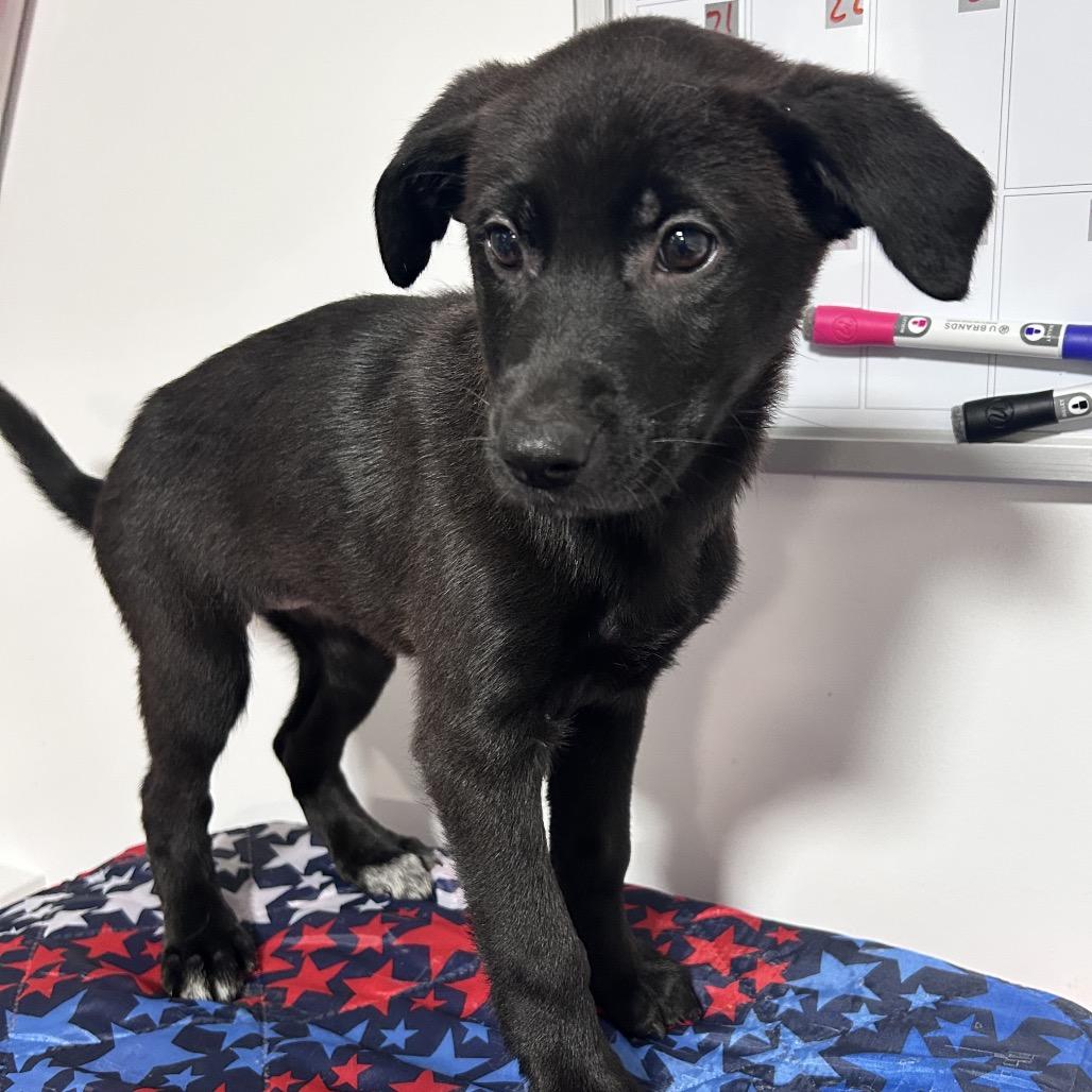 Enlarge Ivy Nile, a Adoptable mixed breed in Fredericksburg, VA image 3/3
