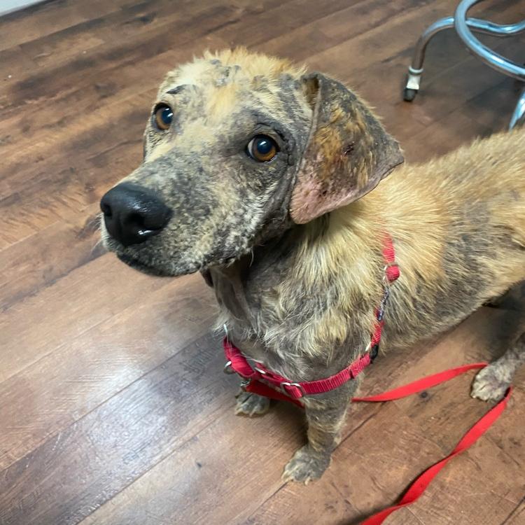 Daisy Hill, a Adoptable mixed breed in Louisville, KY image 1/6