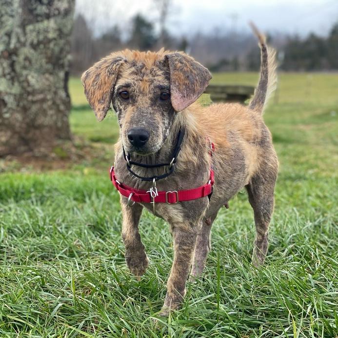 Daisy Hill, a Adoptable mixed breed in Louisville, KY image 2/6