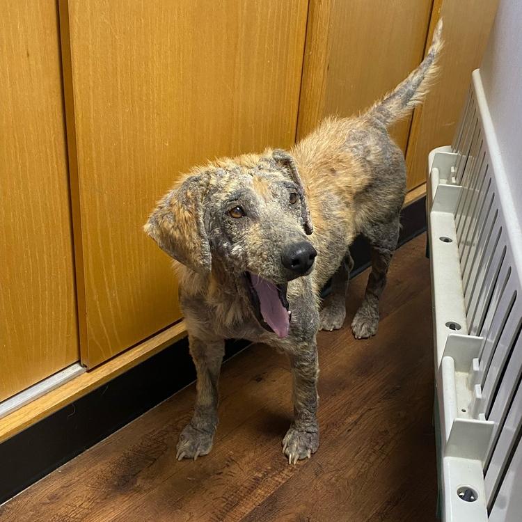 Daisy Hill, a Adoptable mixed breed in Louisville, KY image 3/6