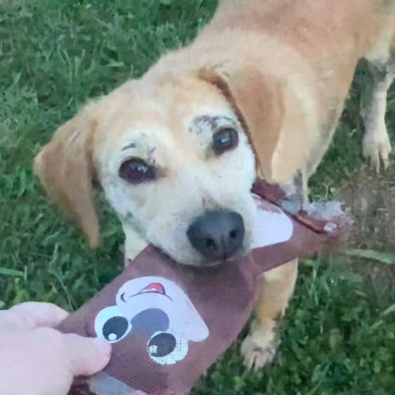 Daisy Hill, a Adoptable mixed breed in Louisville, KY image 4/6