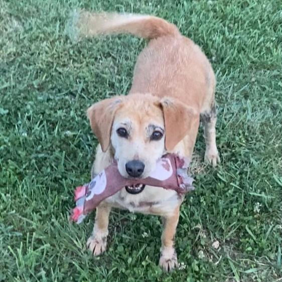 Daisy Hill, a Adoptable mixed breed in Louisville, KY image 5/6