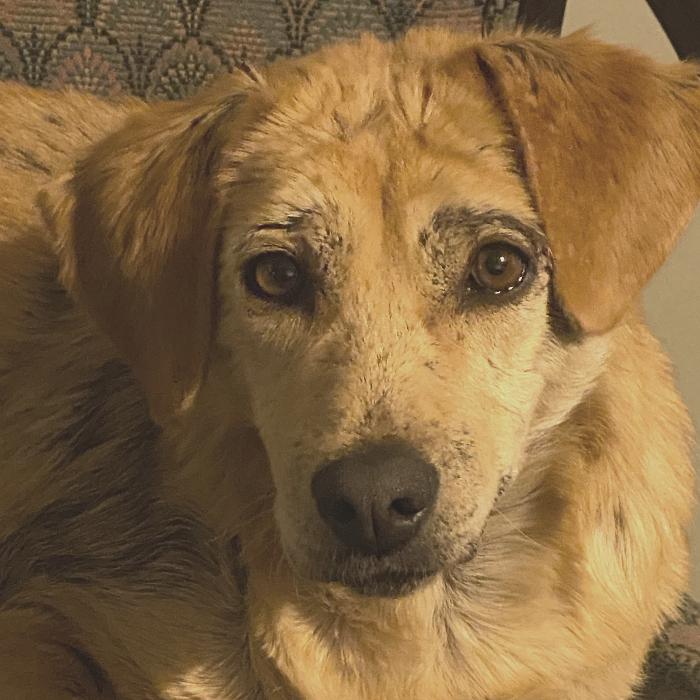 Daisy Hill, a Adoptable mixed breed in Louisville, KY image 6/6