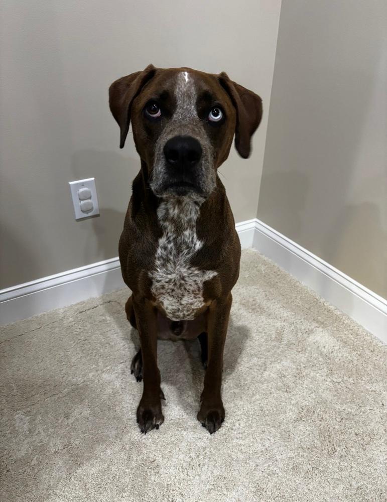 Enlarge Ra Paws : Rafe (Otter), a Adoptable mixed breed in Aurora, IN image 1/5