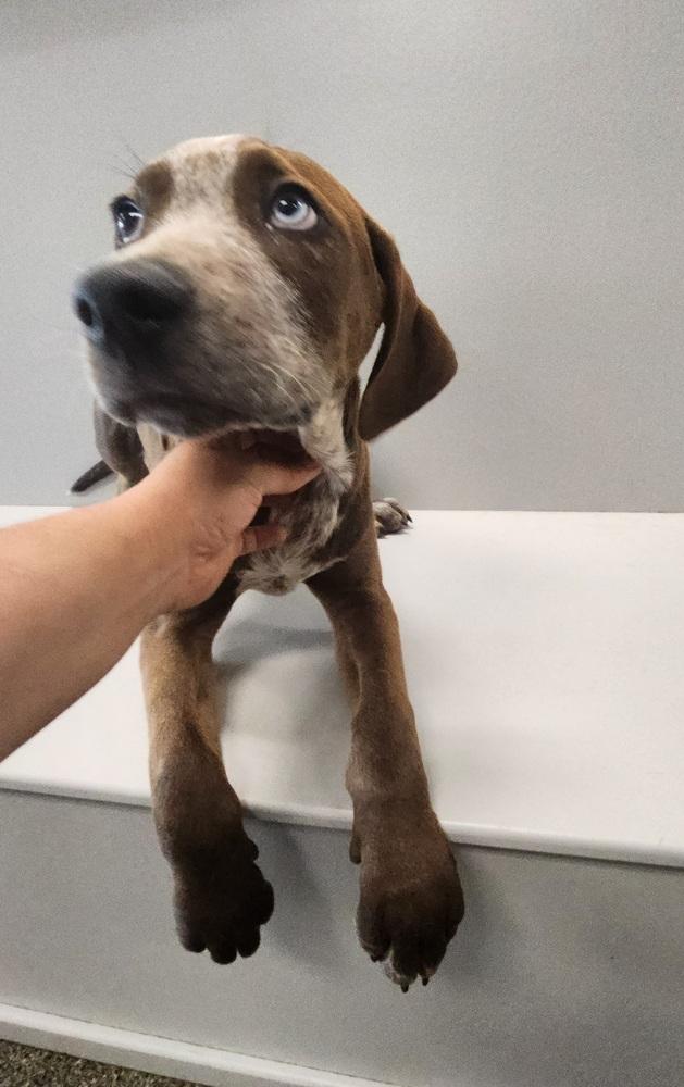 Enlarge Ra Paws : Rafe (Otter), a Adoptable mixed breed in Aurora, IN image 2/5