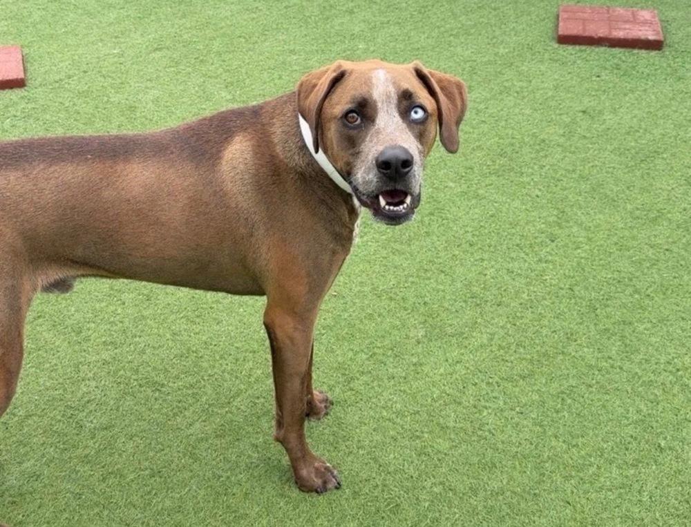 Enlarge Ra Paws : Rafe (Otter), a Adoptable mixed breed in Aurora, IN image 3/5