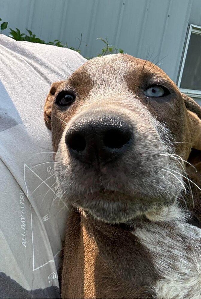 Enlarge Ra Paws : Rafe (Otter), a Adoptable mixed breed in Aurora, IN image 4/5