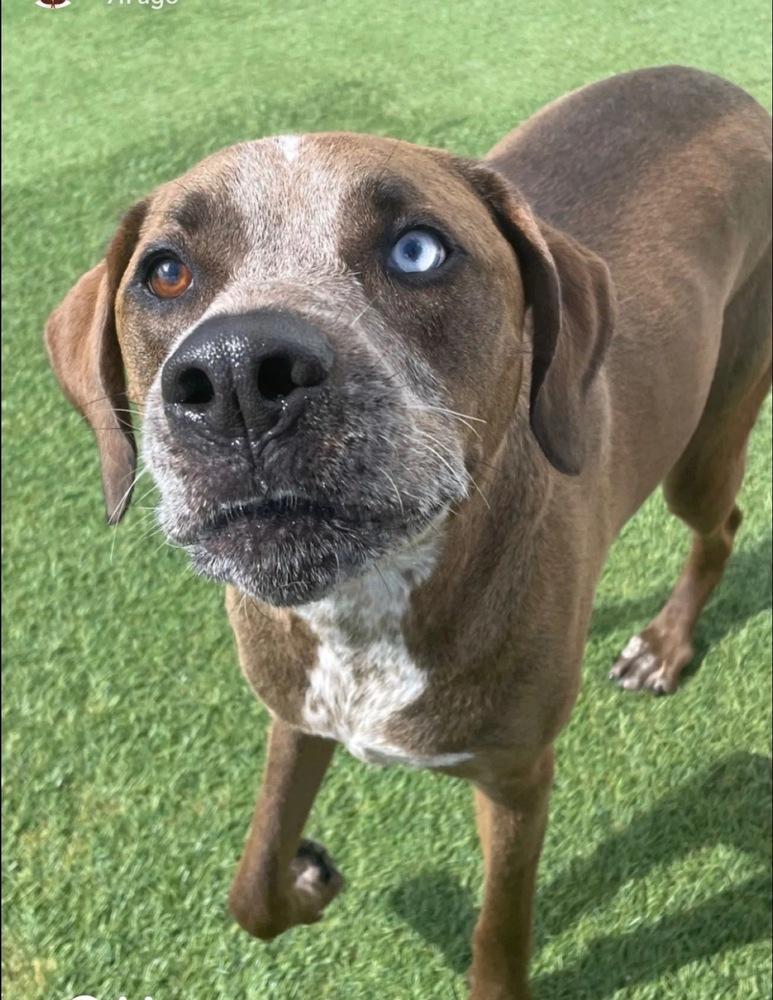 Enlarge Ra Paws : Rafe (Otter), a Adoptable mixed breed in Aurora, IN image 5/5