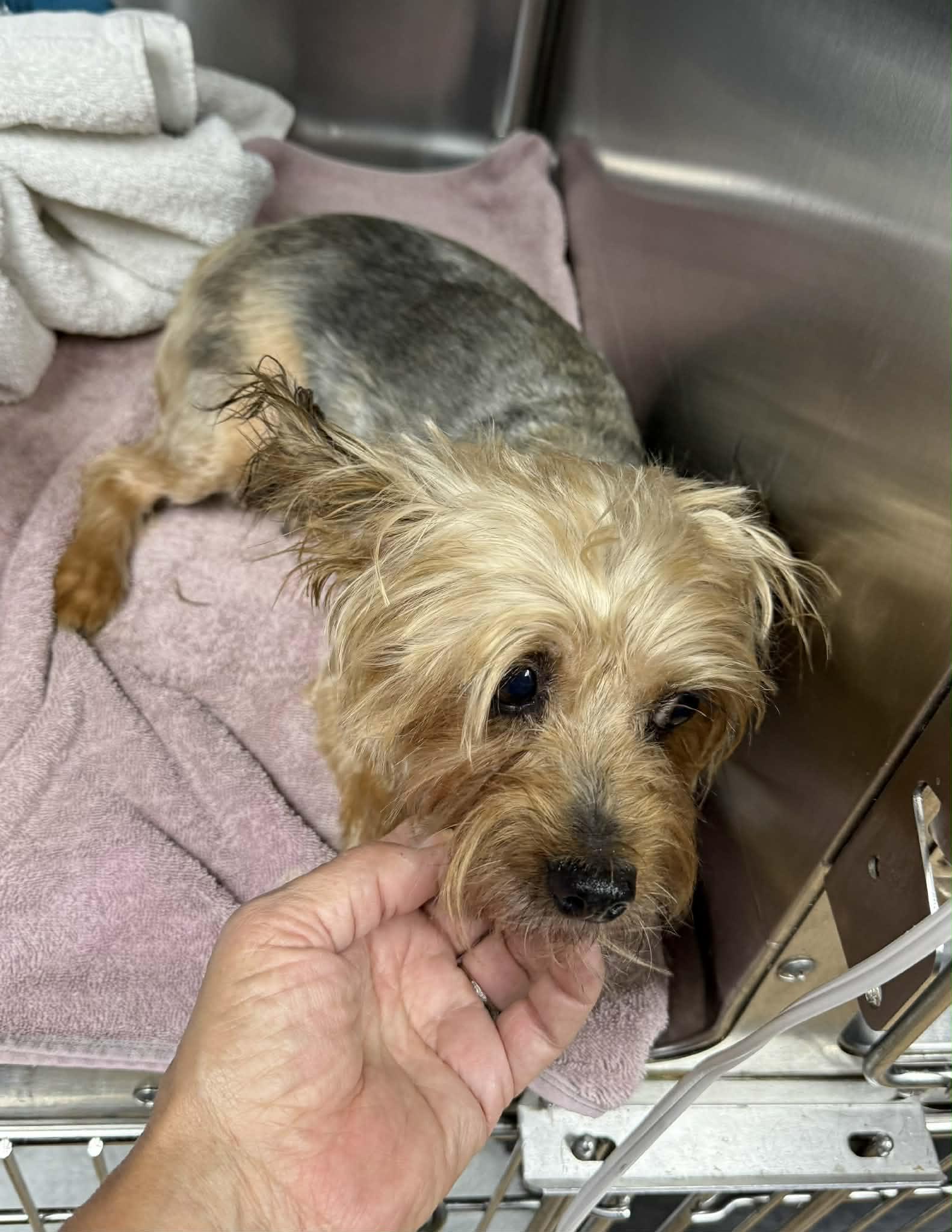 Ginger, Adoptable, Puppy Female Yorkshire Terrier.